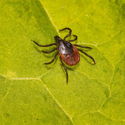 Tick Control Products | Do It Yourself Pest Control Store in Greenville